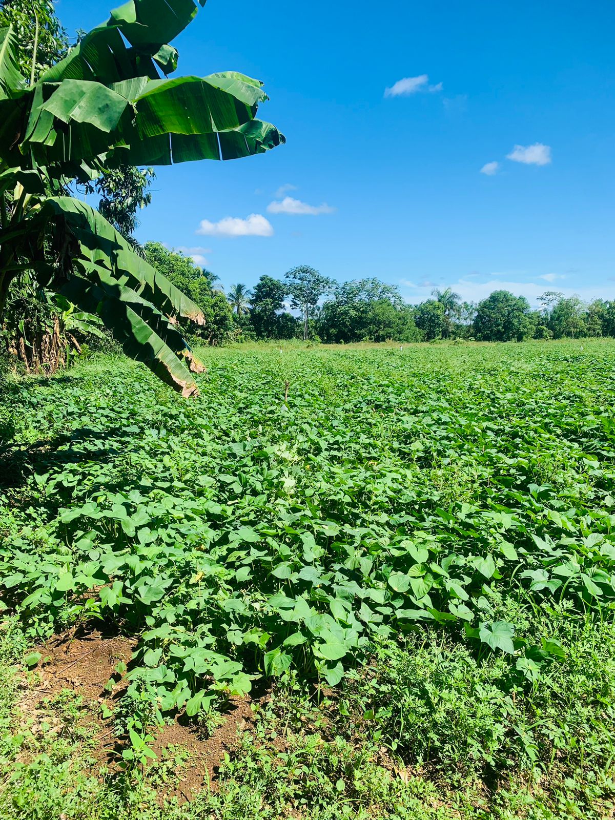 solares y terrenos - Finca cerca de la circunvalación Santo Domingo  4