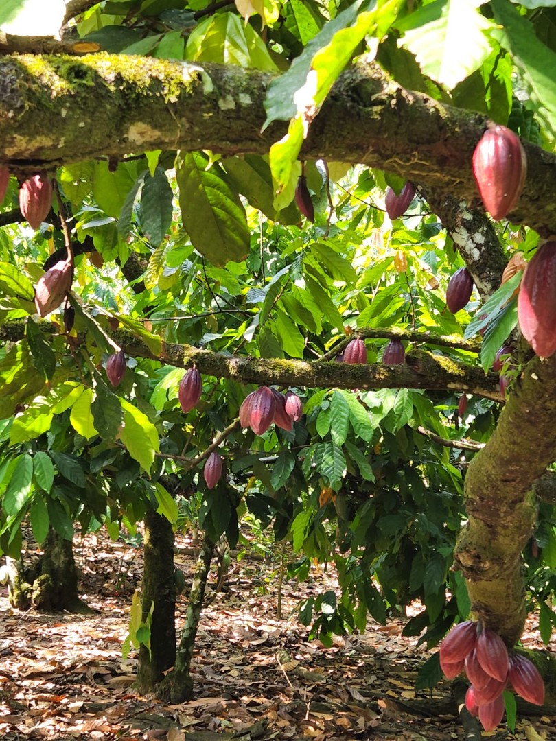 solares y terrenos - Finca 1,500 tareas sembrada de Cacao San Francisco de Macorís 3