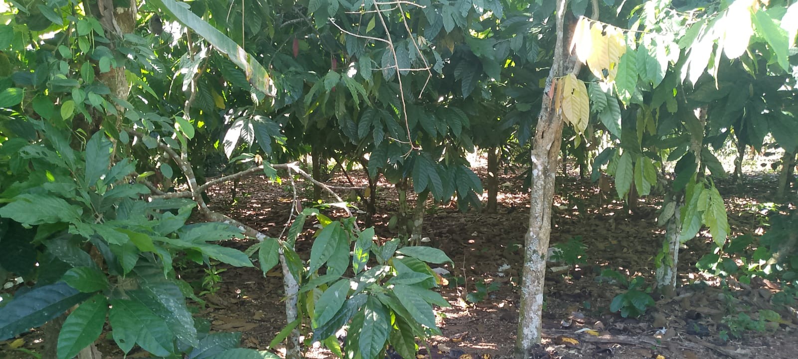 solares y terrenos - Vendo finca sembrada de cacao en el distrito municipal mamá Tingo (yamasa)48  5