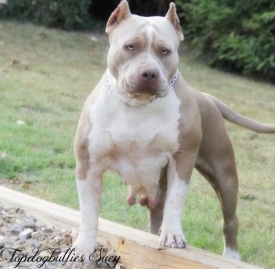 animales y mascotas - American Pitbull Blue fawn 100%Padres de Miami Fl.  1 disponible 3