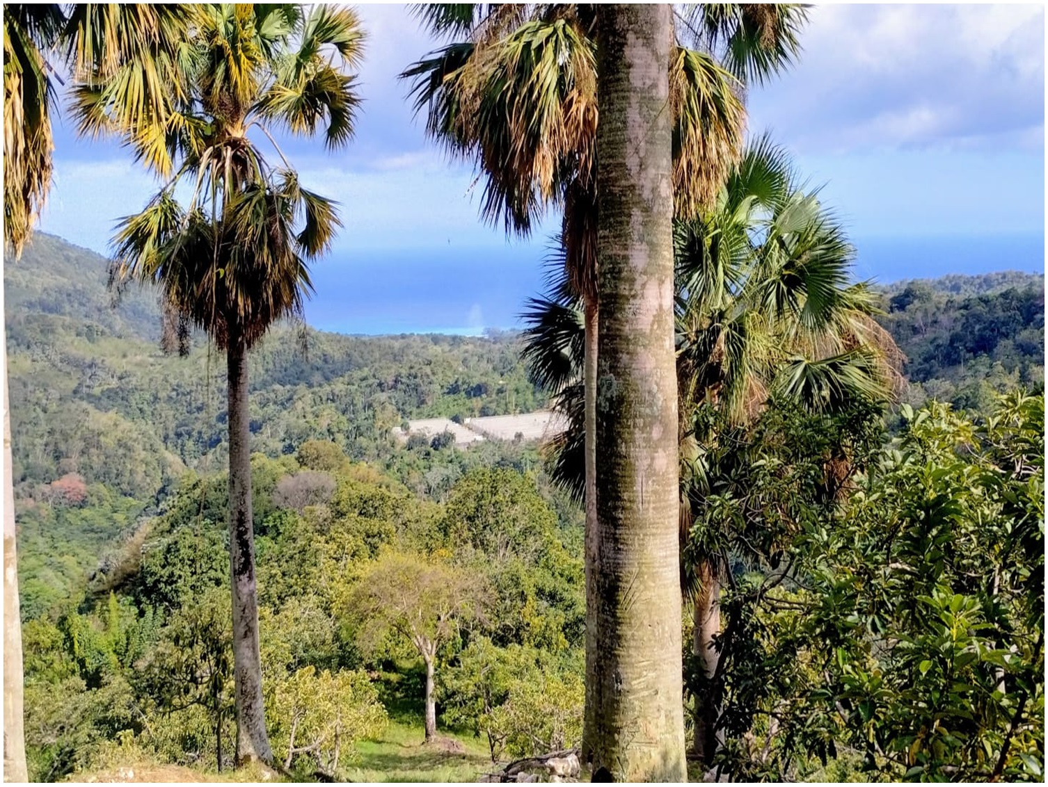 apartamentos -  Finca de AGUACATE en PRODUCCION en Paraíso BARAHONA,  255600 Mts2, VISTA AL MAR 8