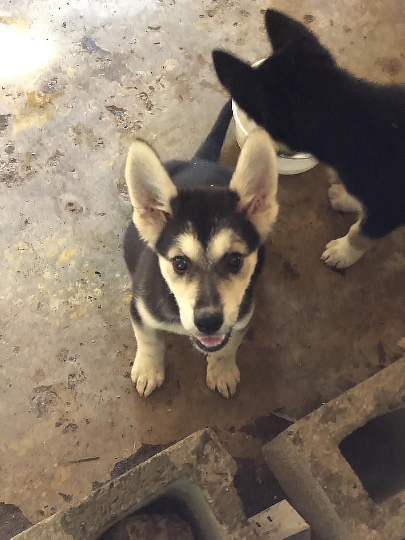 animales y mascotas - Husky siberianos 
3 meses con susvacunas 