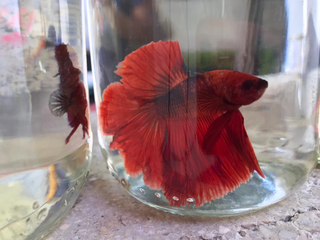 animales y mascotas - Bettas Disponibles 