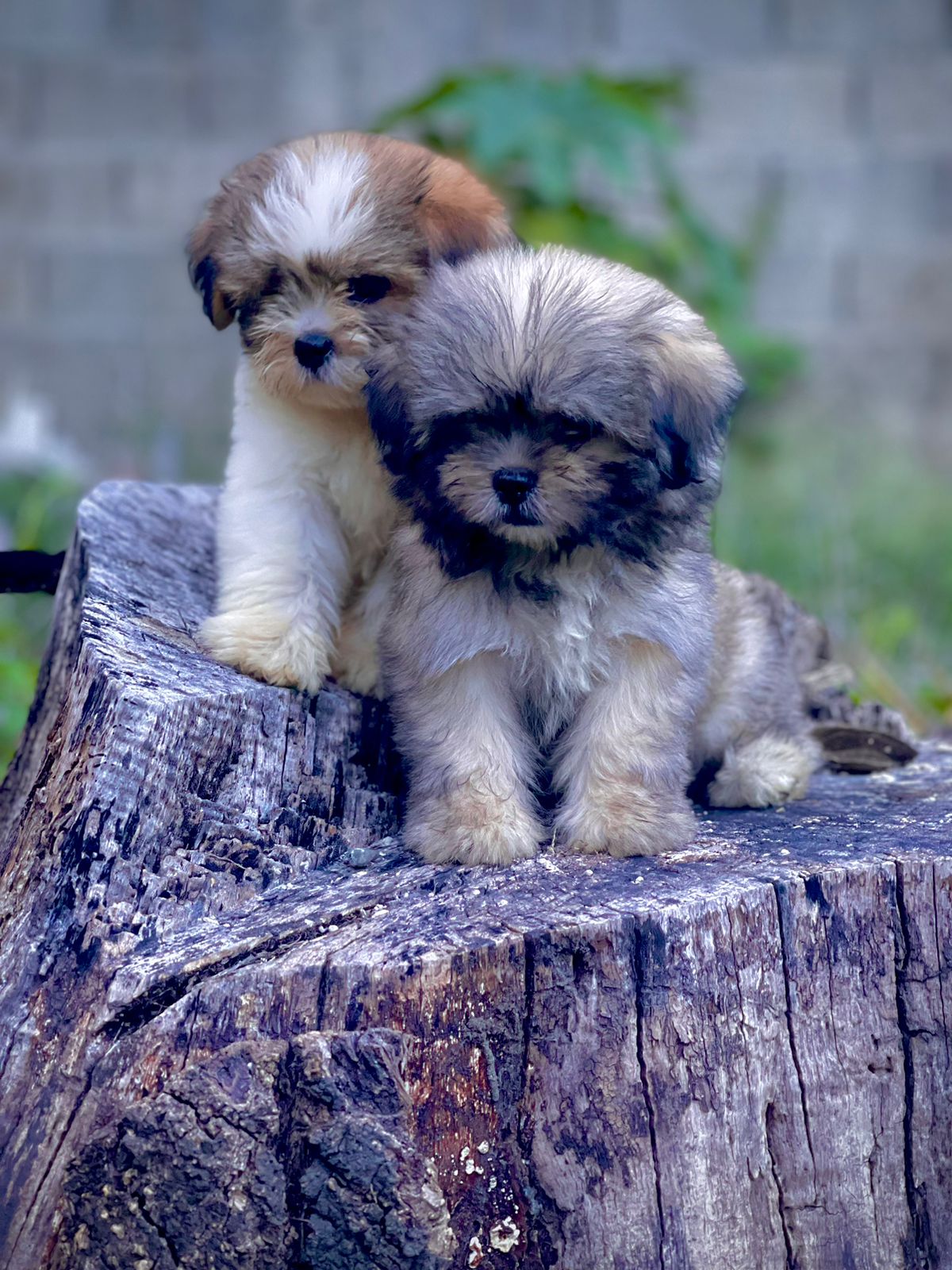 animales y mascotas - hermosos cachorritos mini shipoo 
