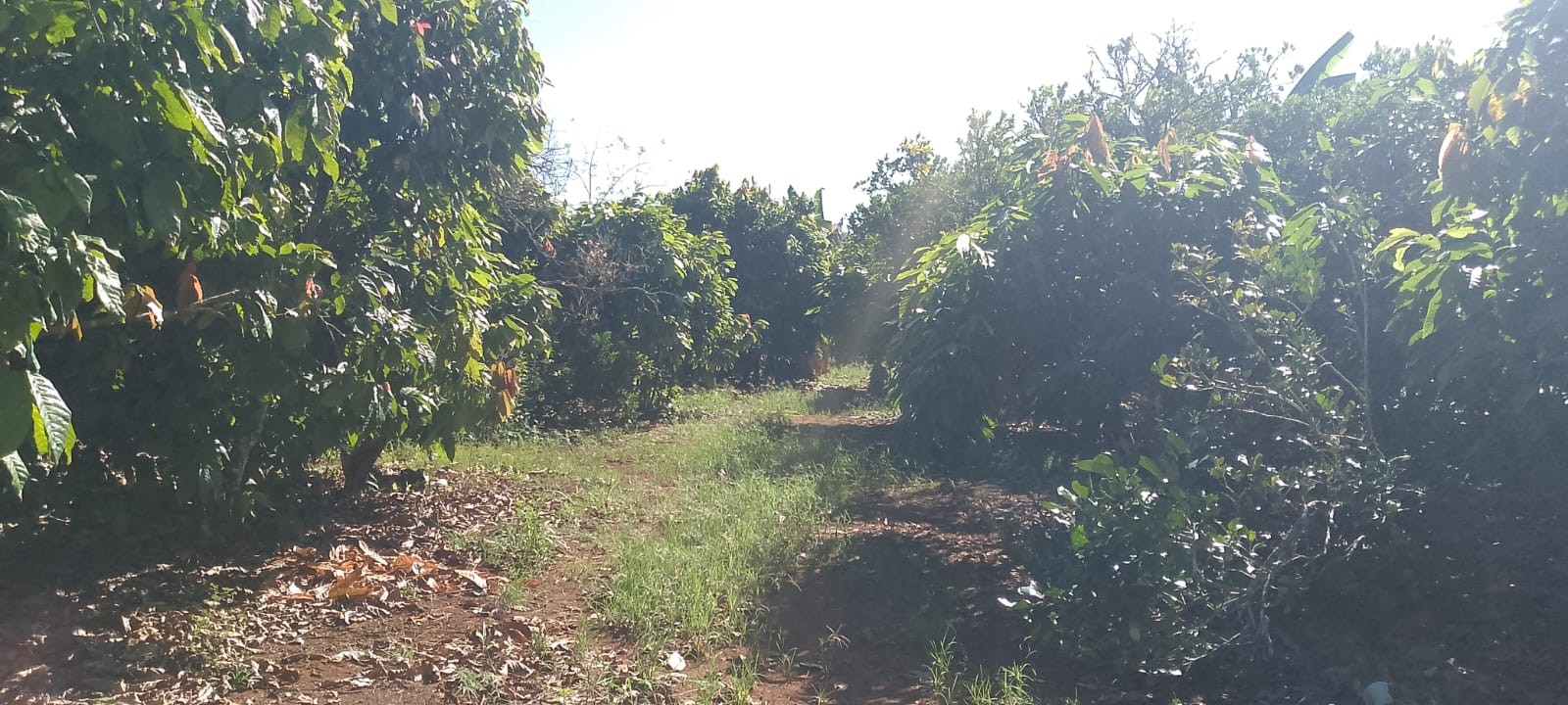 solares y terrenos - Vendo finca sembrada de cacao en el distrito municipal mamá Tingo (yamasa)48  6