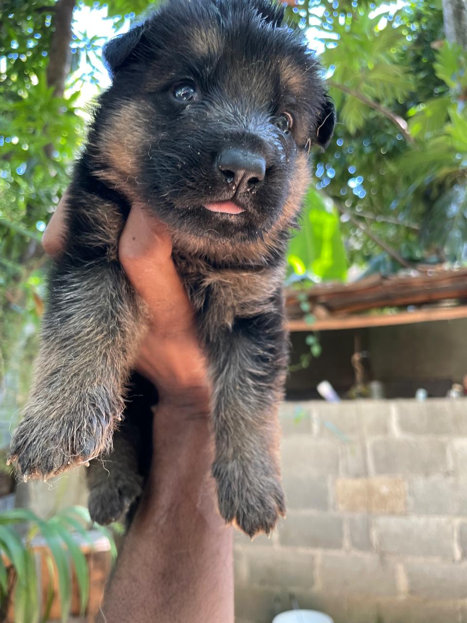 animales y mascotas - Pastor Alemán 