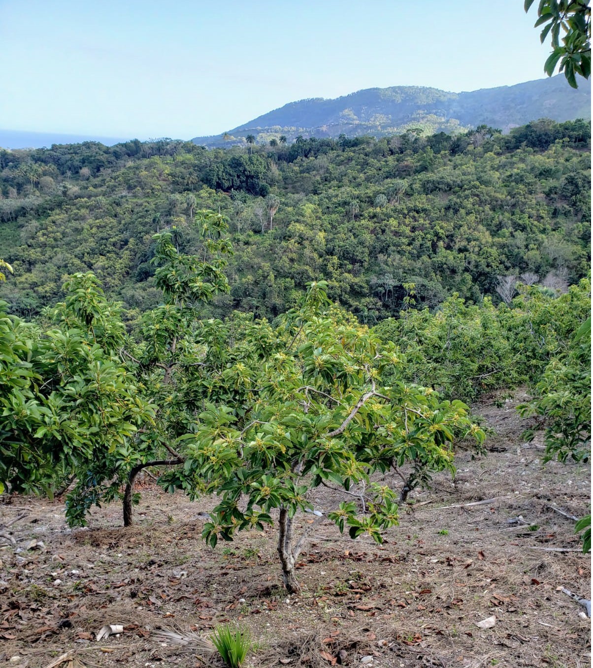 apartamentos -  Finca de AGUACATE en PRODUCCION en Paraíso BARAHONA,  255600 Mts2, VISTA AL MAR 9