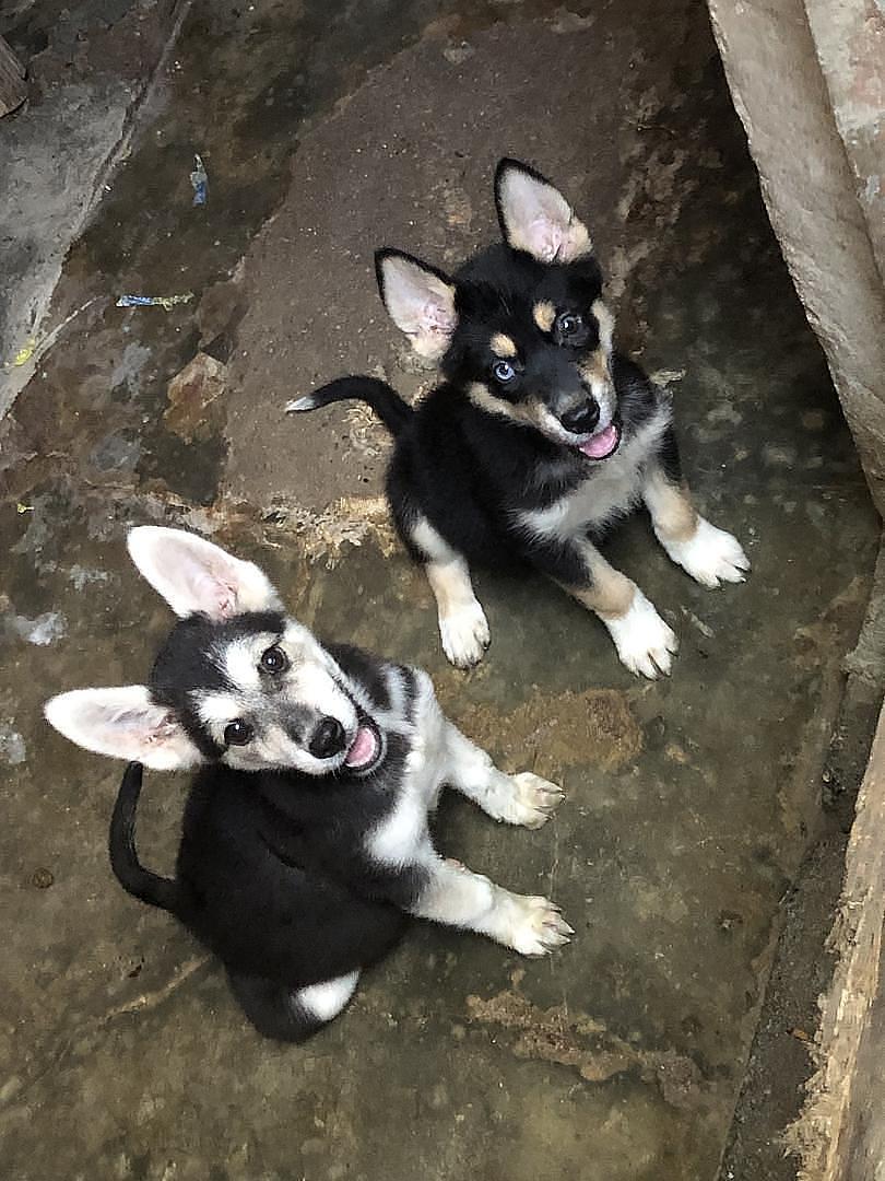 animales y mascotas - Husky siberianos 
3 meses con susvacunas  1