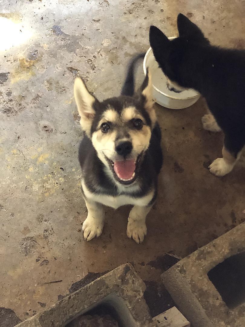 animales y mascotas - Husky siberianos 
3 meses con susvacunas  2