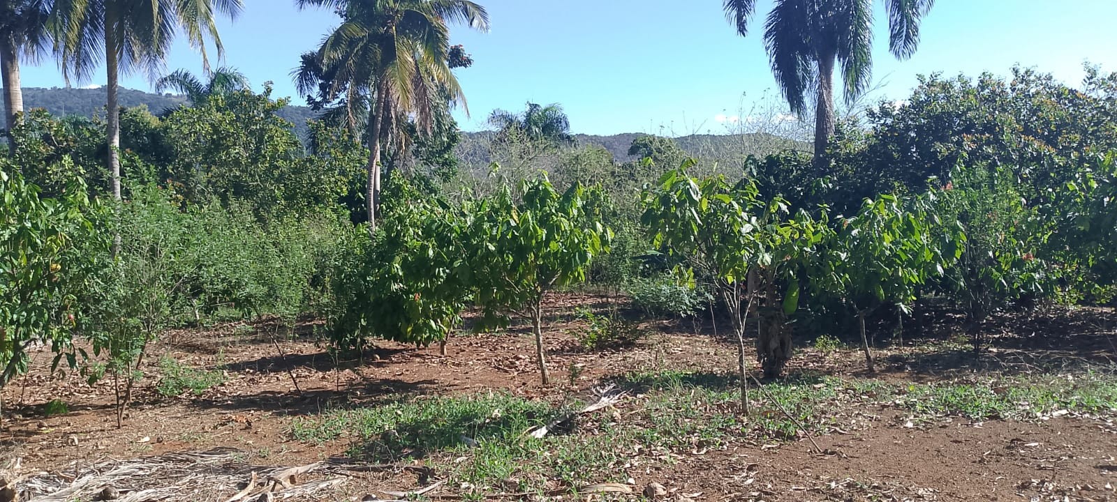 solares y terrenos - Vendo finca sembrada de cacao en el distrito municipal mamá Tingo (yamasa)48  8