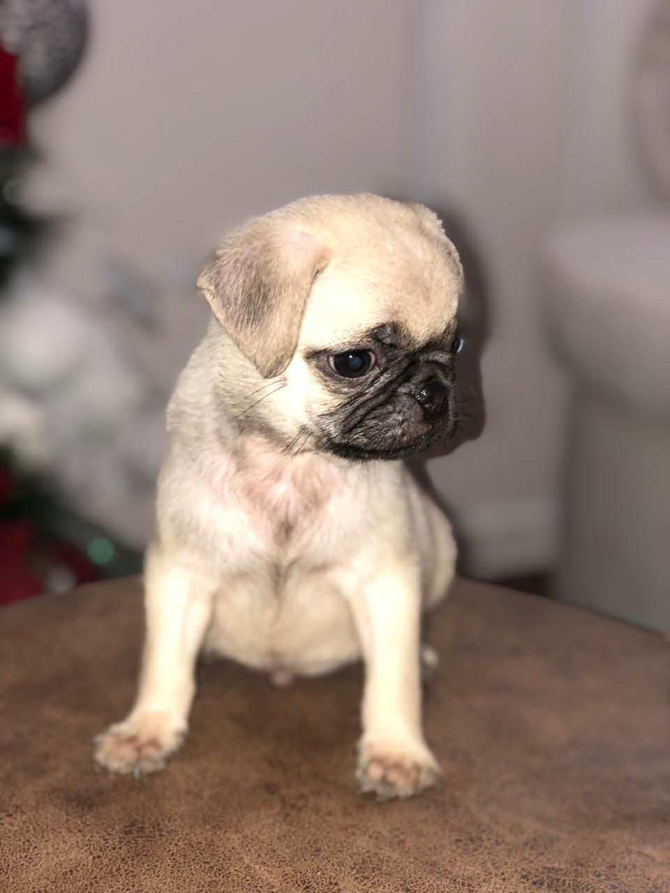 animales y mascotas - Perros Pug disponibles  2