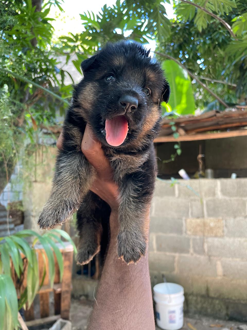 animales y mascotas - Pastor Alemán  2