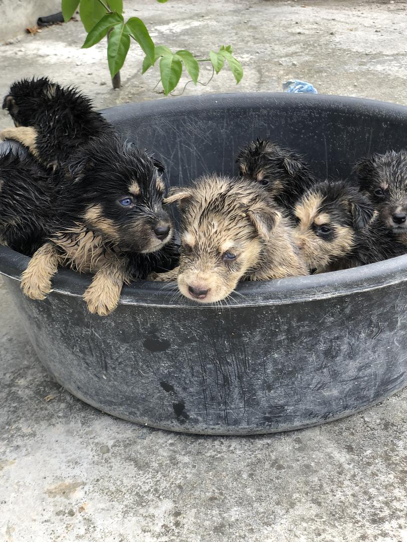 animales y mascotas - Husky siberianos 
3 meses con susvacunas  3