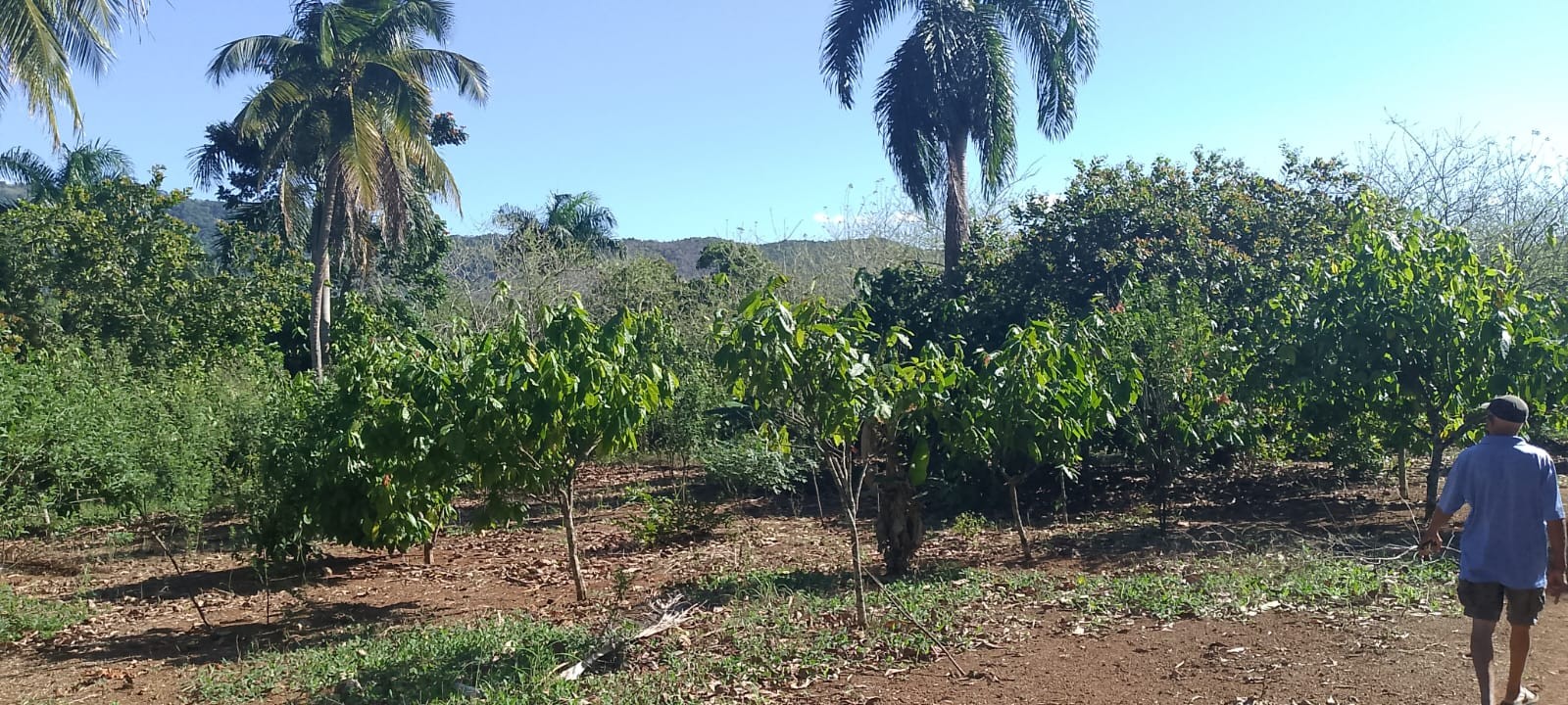 solares y terrenos - Vendo finca sembrada de cacao en el distrito municipal mamá Tingo (yamasa)48  9