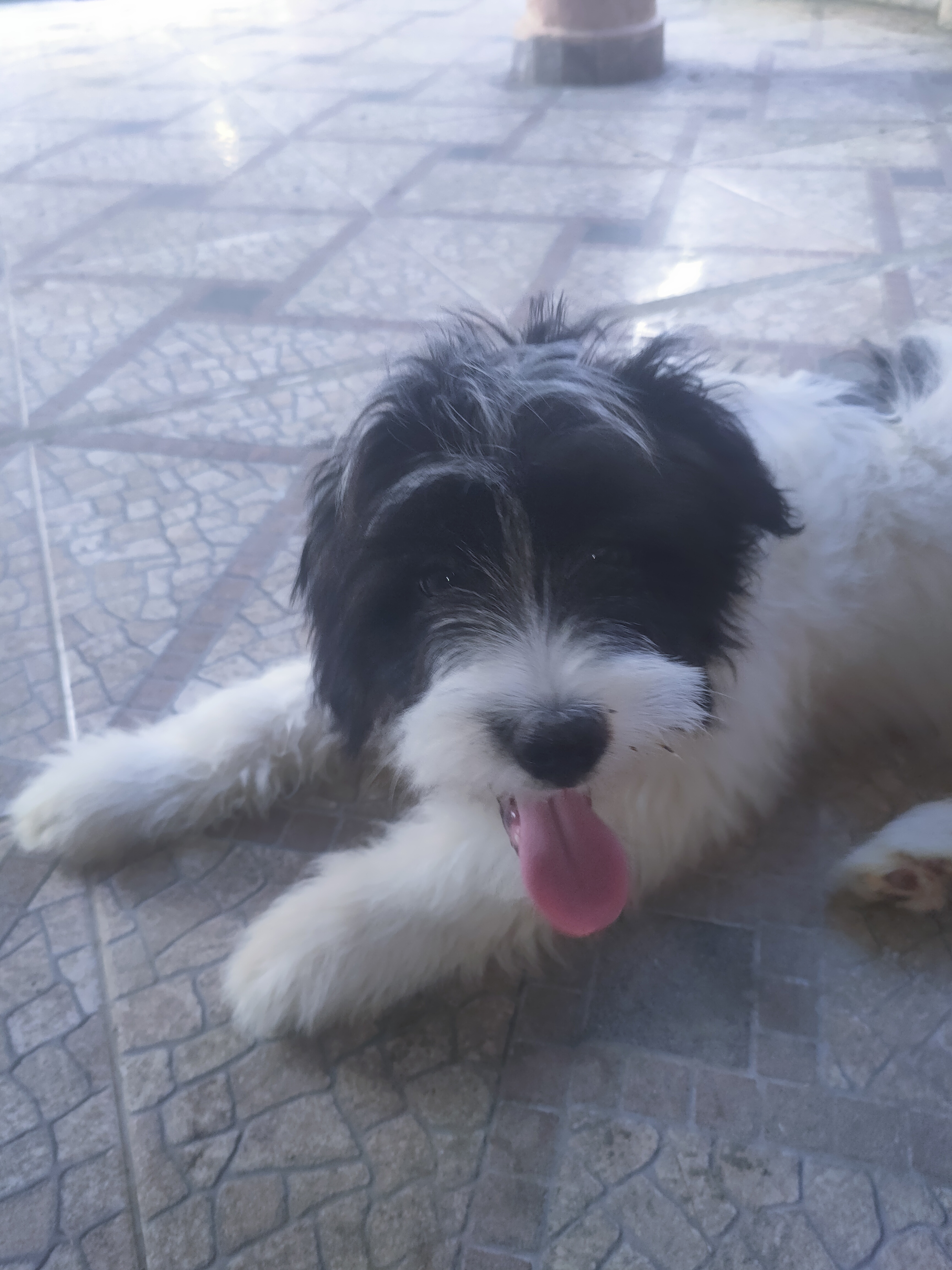 animales y mascotas - Cachorro Mix de Shihpoo  1