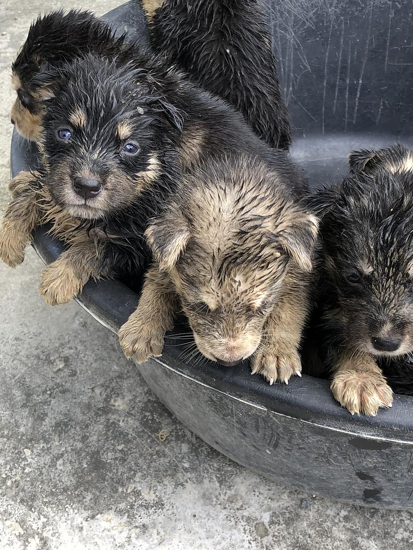 animales y mascotas - Husky siberianos 
3 meses con susvacunas  4