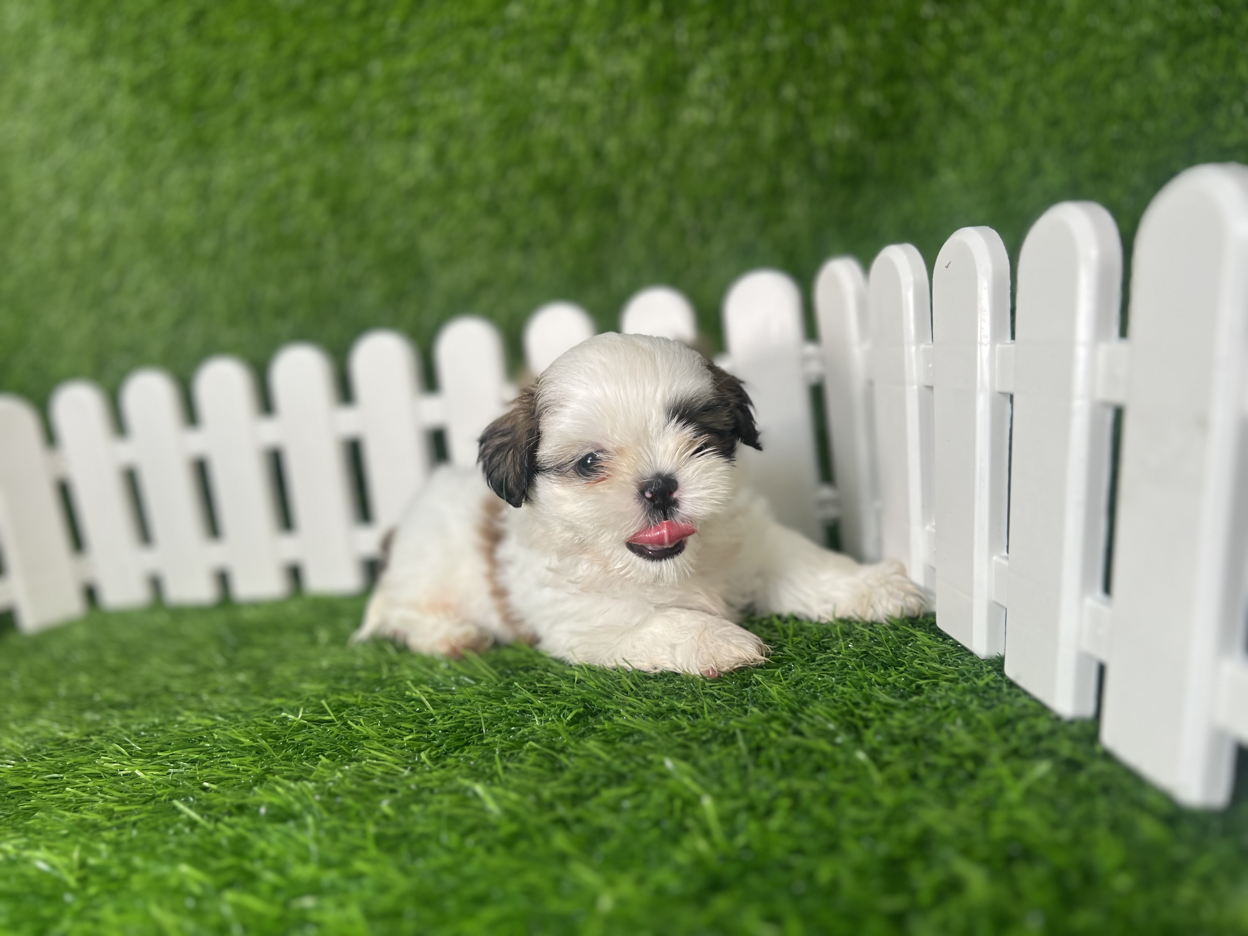 animales y mascotas - Shih tzu