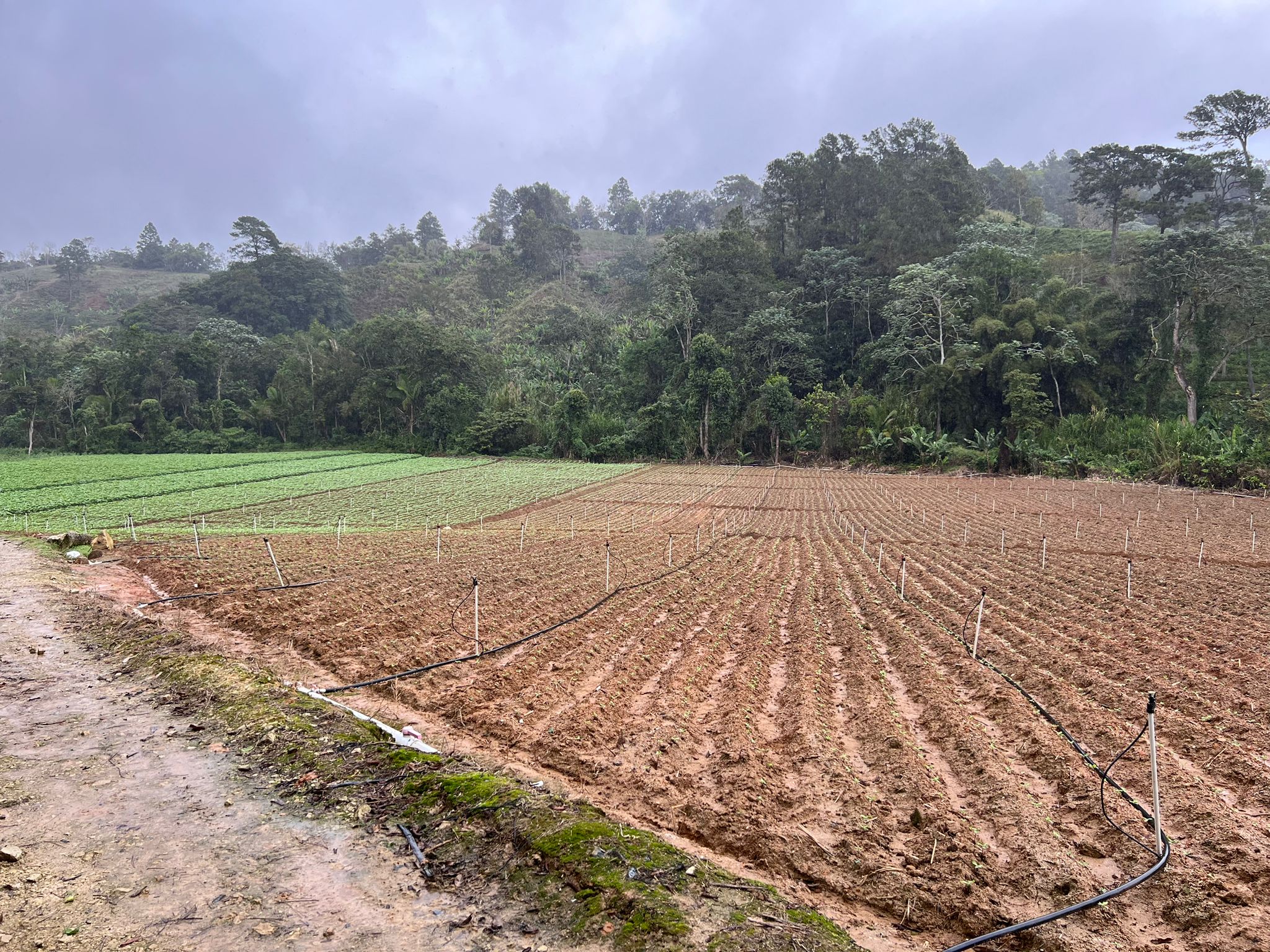 solares y terrenos - Finca en Constanza de 2795 tareas 