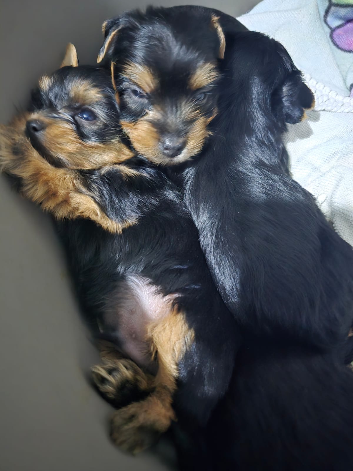 animales y mascotas - Yorkies de pura Raza. Machos y Hembras 3