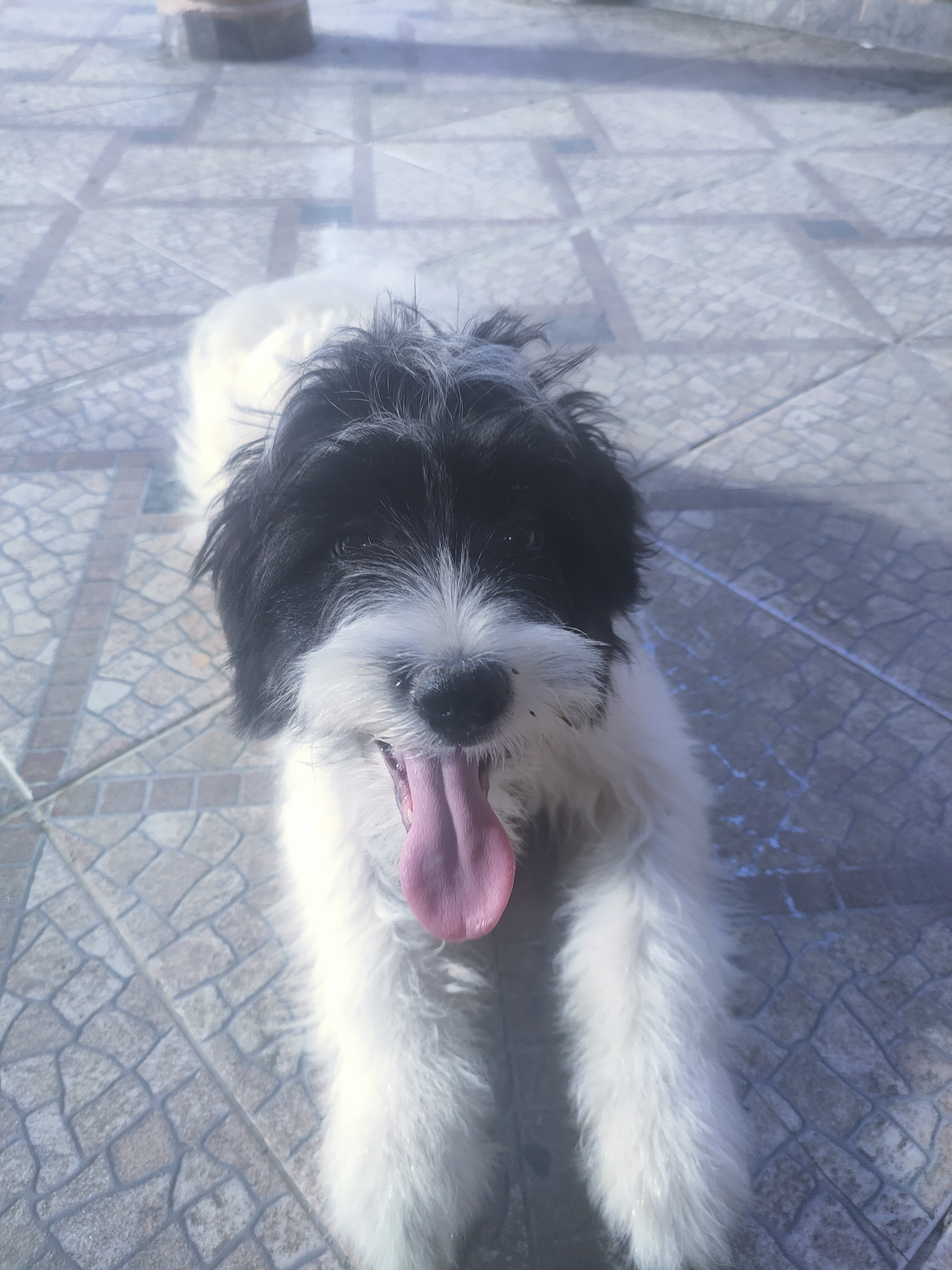 animales y mascotas - Cachorro Mix de Shihpoo  5