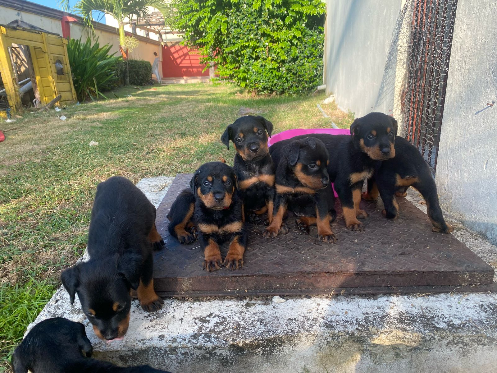 animales y mascotas - Cachorras  Rottweiler 