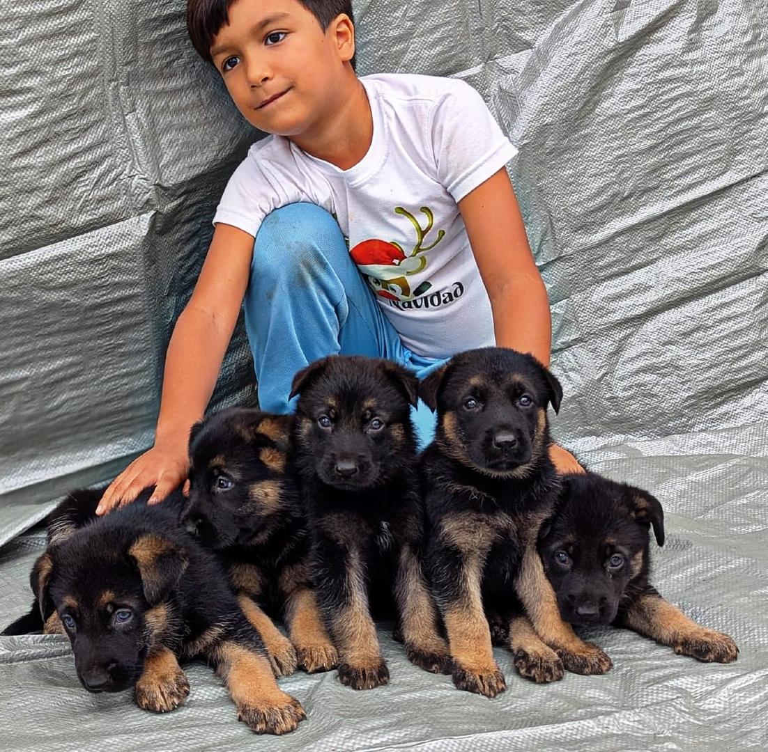 animales y mascotas - Cachorro Pastor Alemán  1