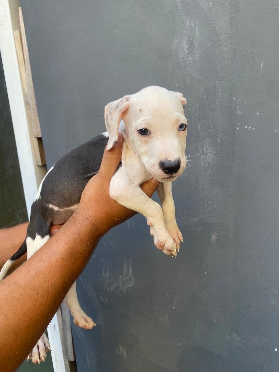 animales y mascotas - perros pitbull de 2 meses  1