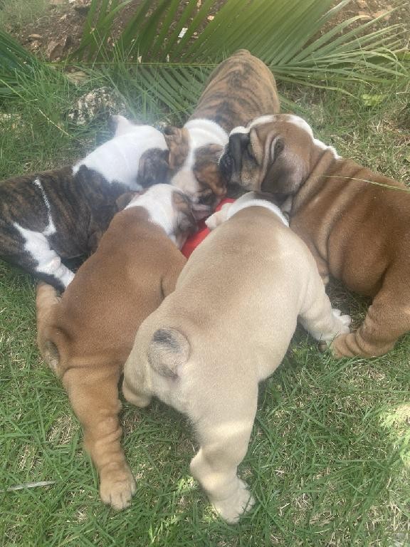 animales y mascotas - Bulldog Inglés hembra a laventa 7