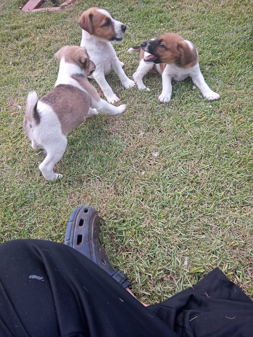 animales y mascotas - Cachorros fox terrier 1