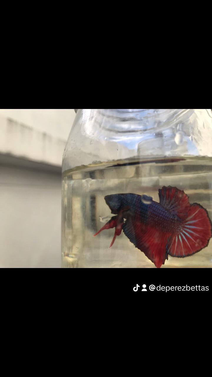 animales y mascotas - Bettas Disponibles  3