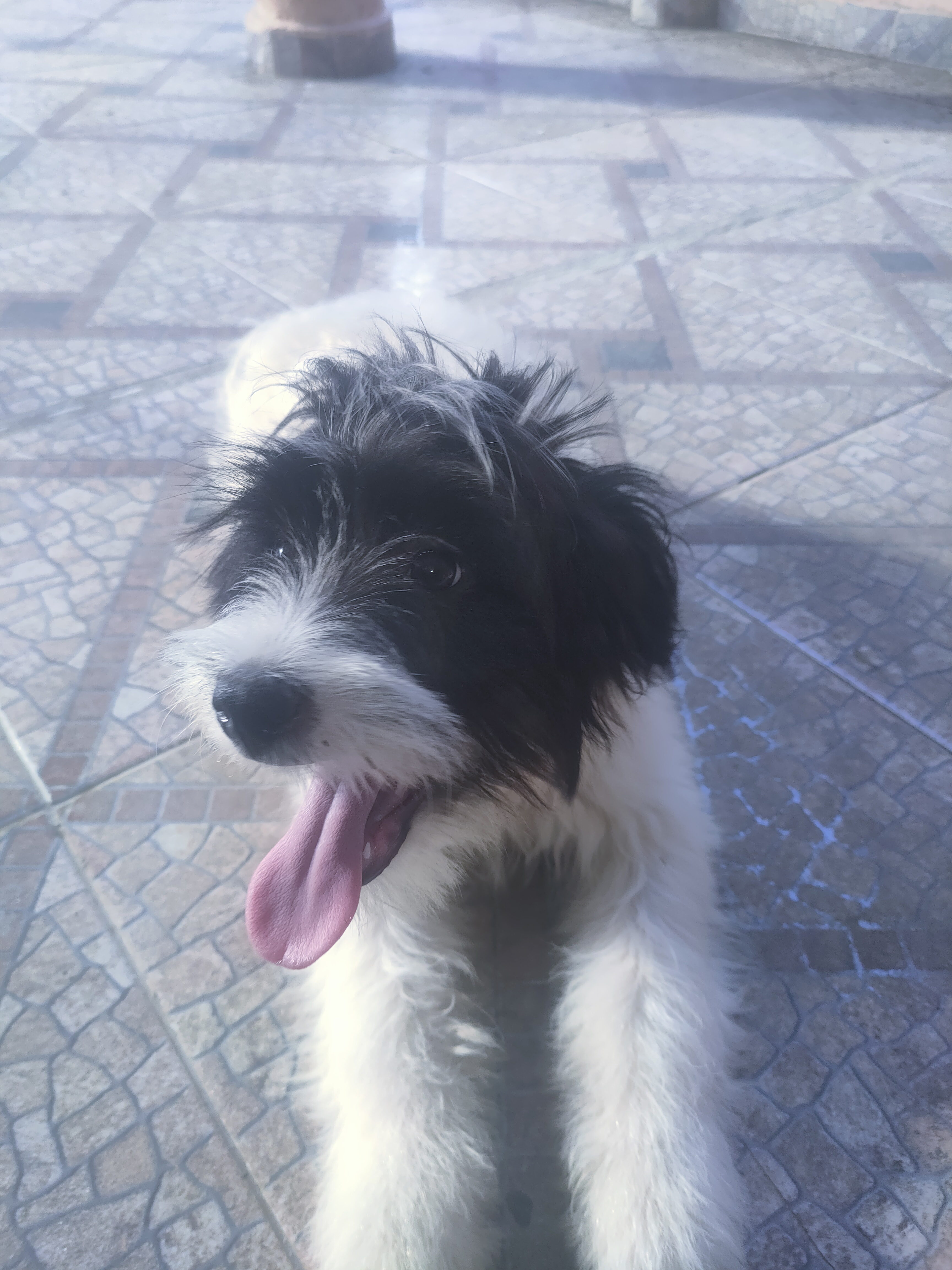 animales y mascotas - Cachorro Mix de Shihpoo  2