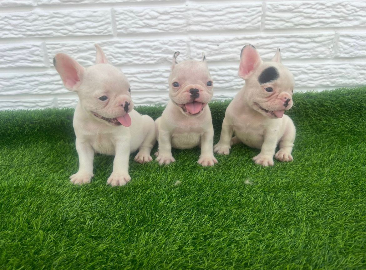 Corotos | OFERTA CACHORRO BULLDOG FRANCES VAQUITA AMBOS SEXO EN SANTO  DOMINGO