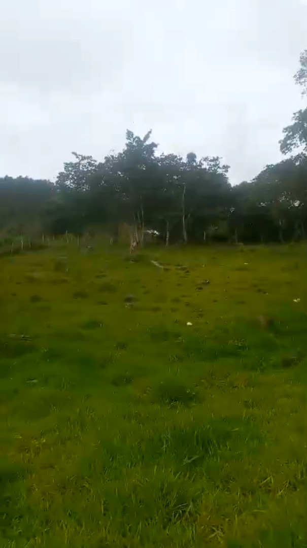 solares y terrenos - Terrenos en Jarabacoa, de 13188 y 22,000 mts2 6