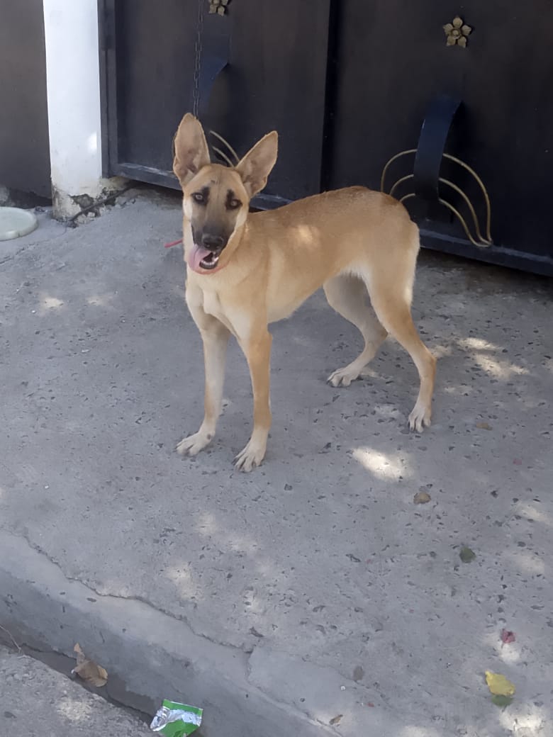 animales y mascotas - pastor belga malinois 