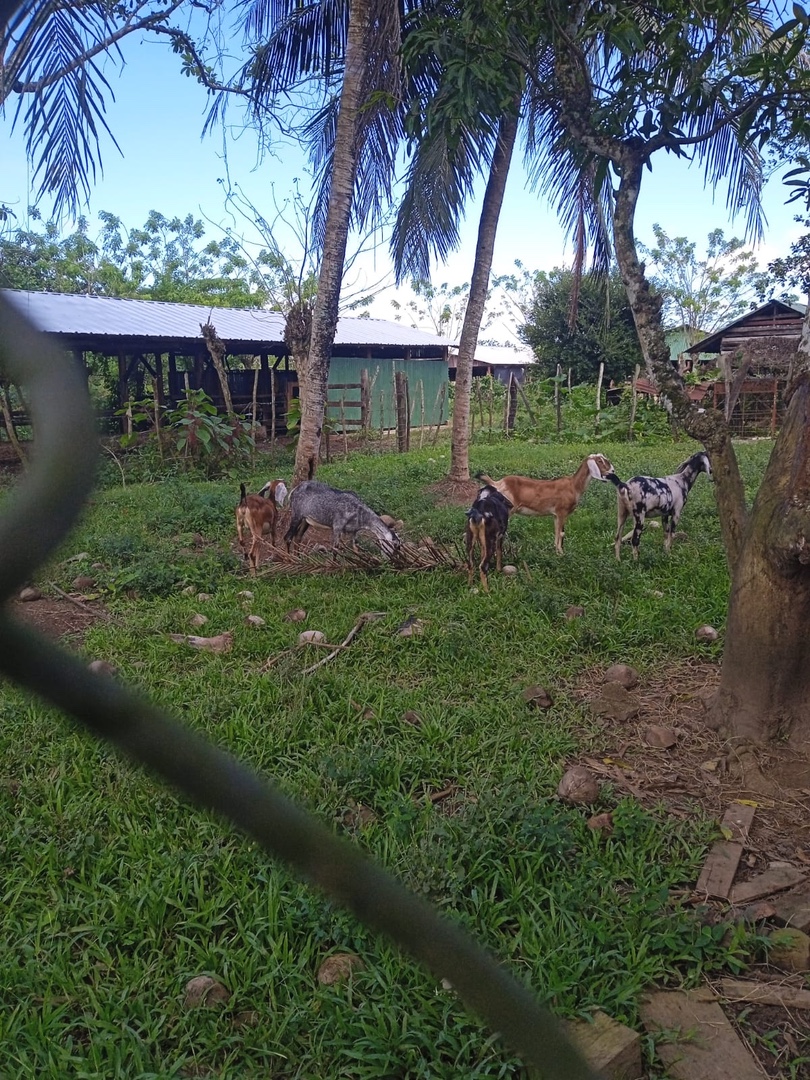 animales y mascotas - CRIA DE CHIVOS COMPLETA 6