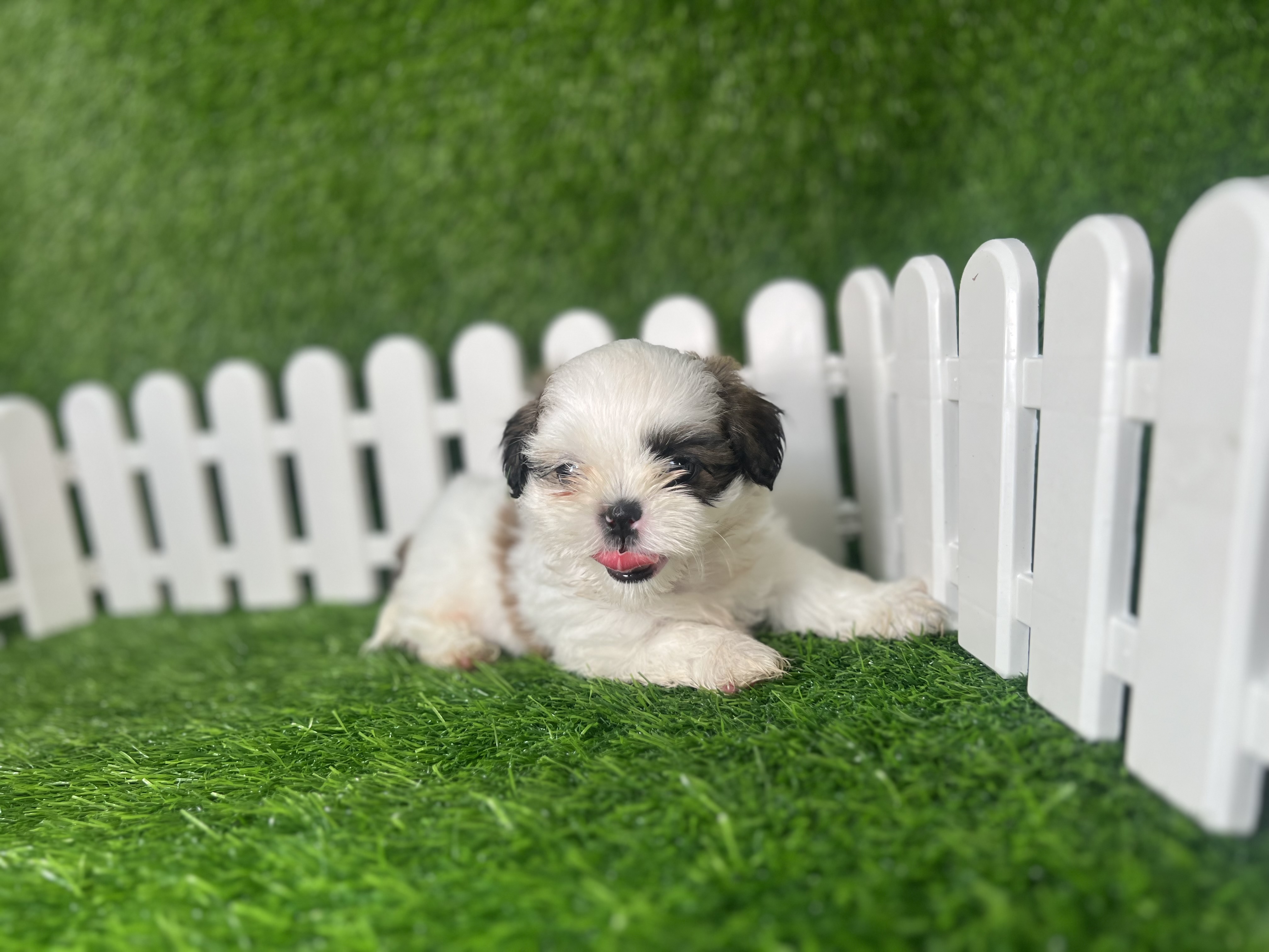 animales y mascotas - Shih tzu 1