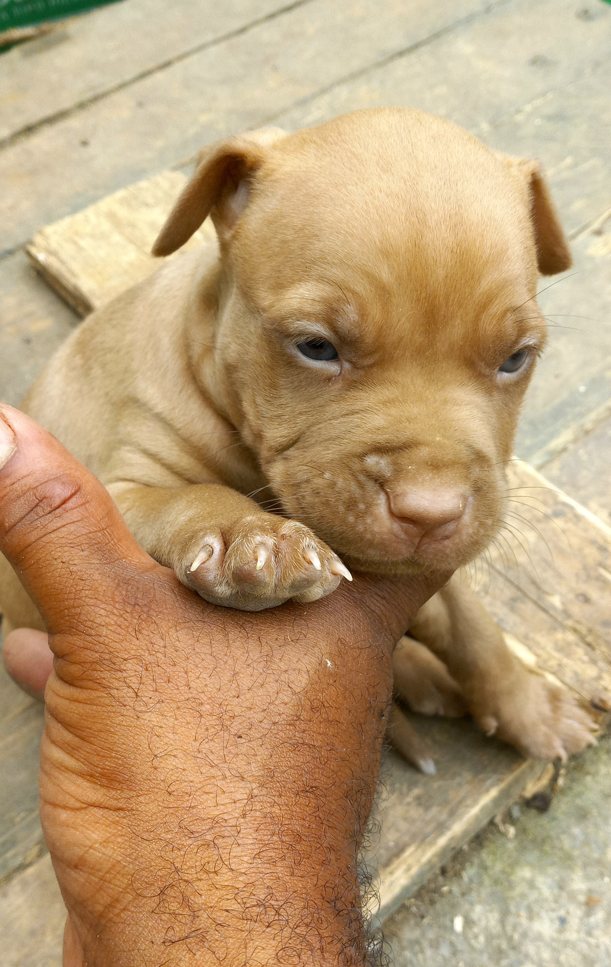 animales y mascotas - Cachorro pitbull excelente encate.  1