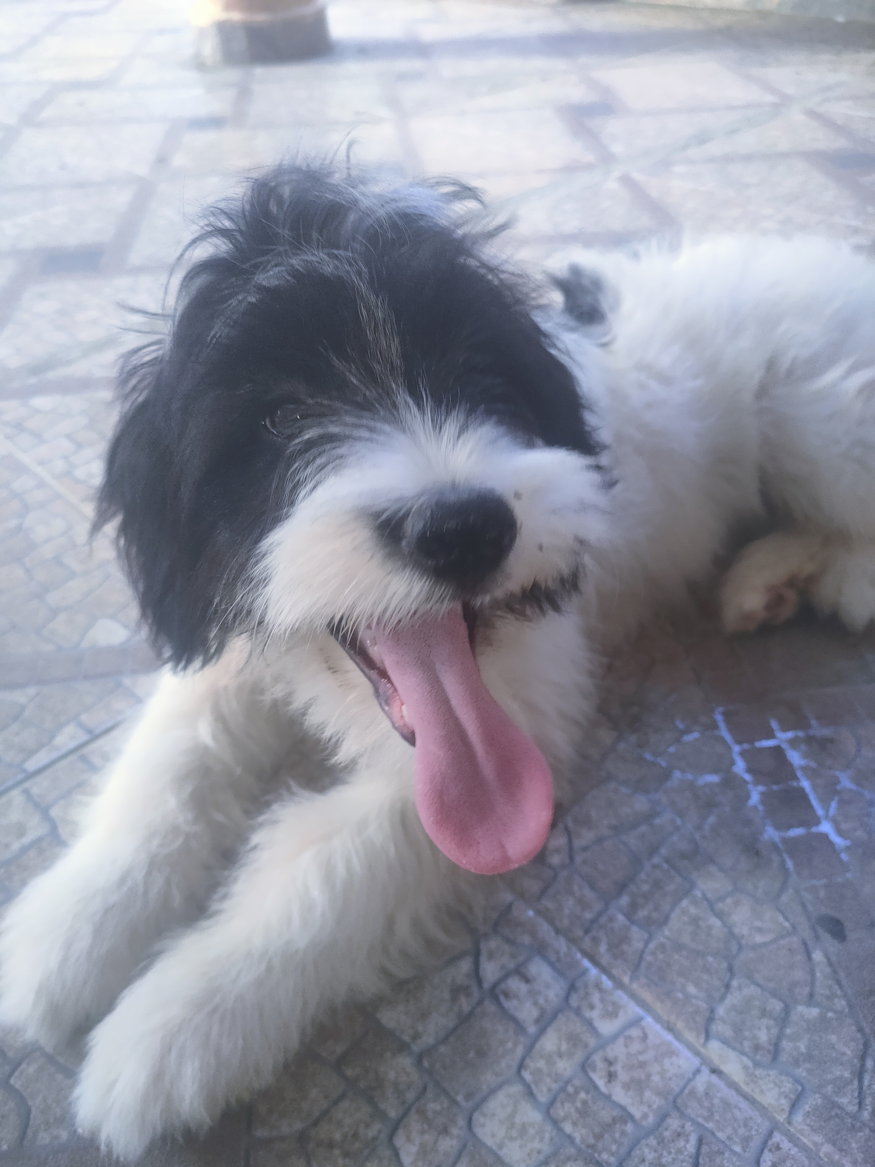 animales y mascotas - Cachorro Mix de Shihpoo  3