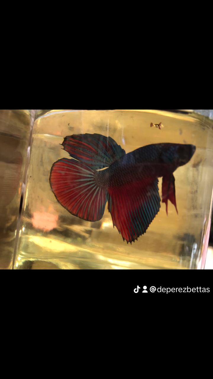 animales y mascotas - Bettas Disponibles  1