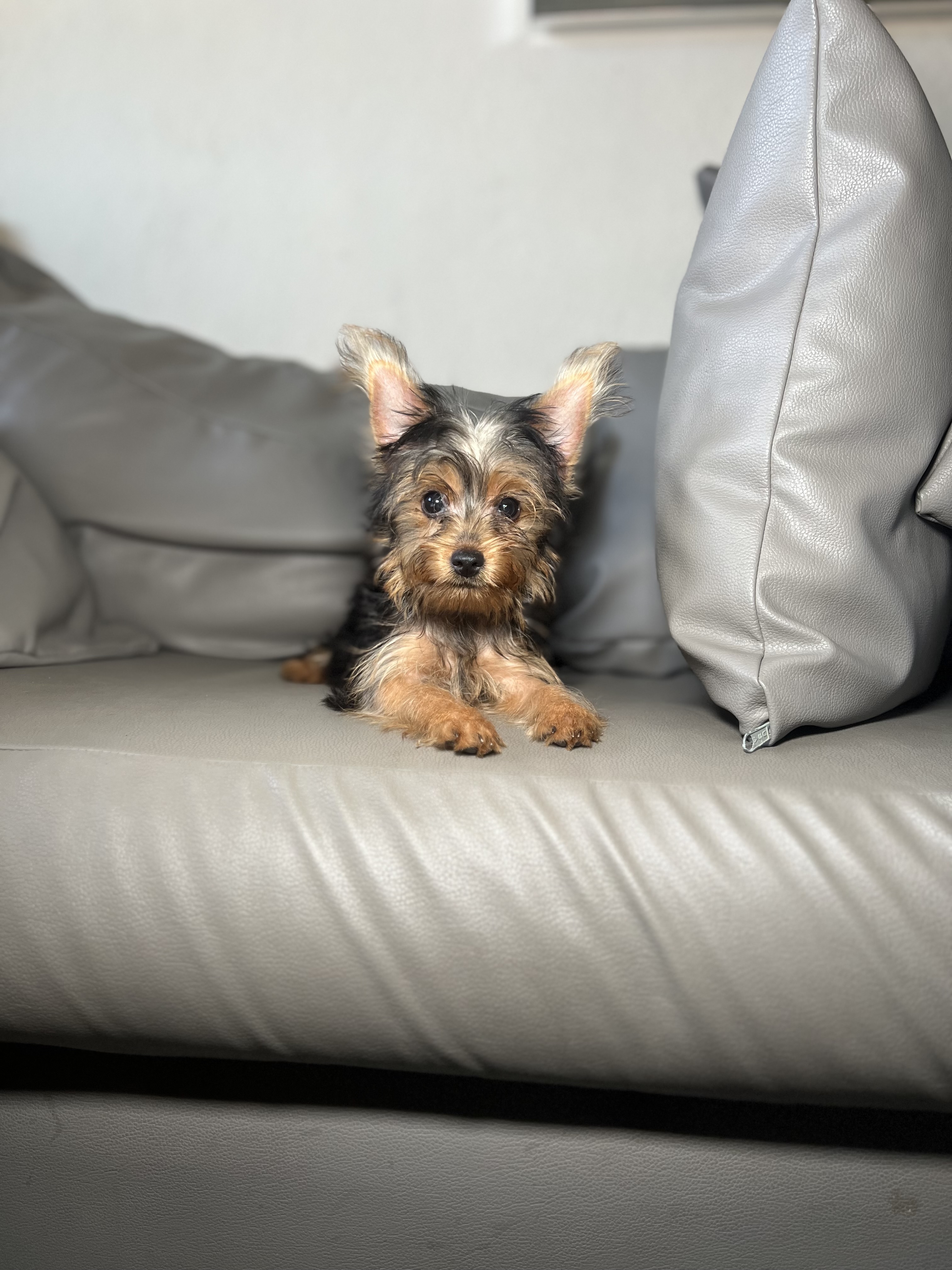 animales y mascotas - Yorkshire hembra lista para viajar 