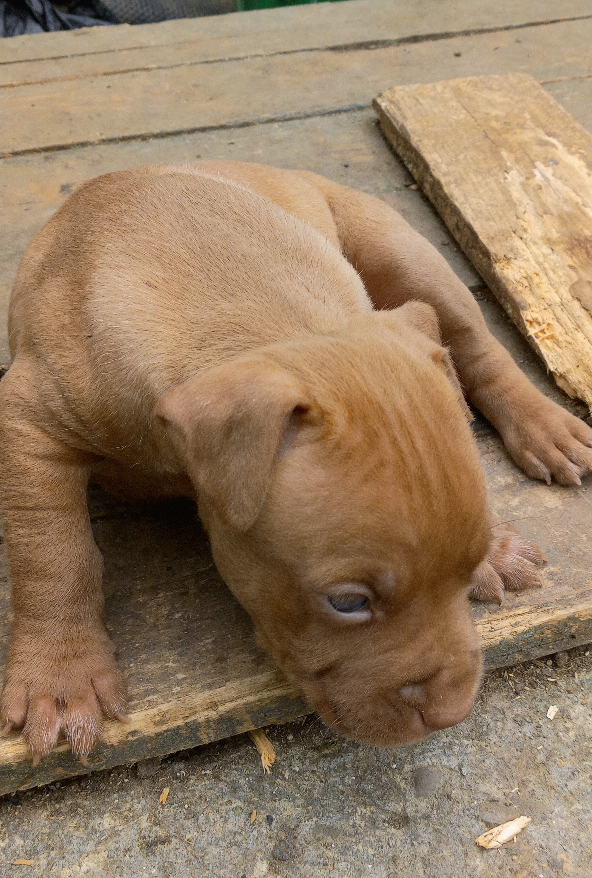 animales y mascotas - Cachorro pitbull excelente encate.  2