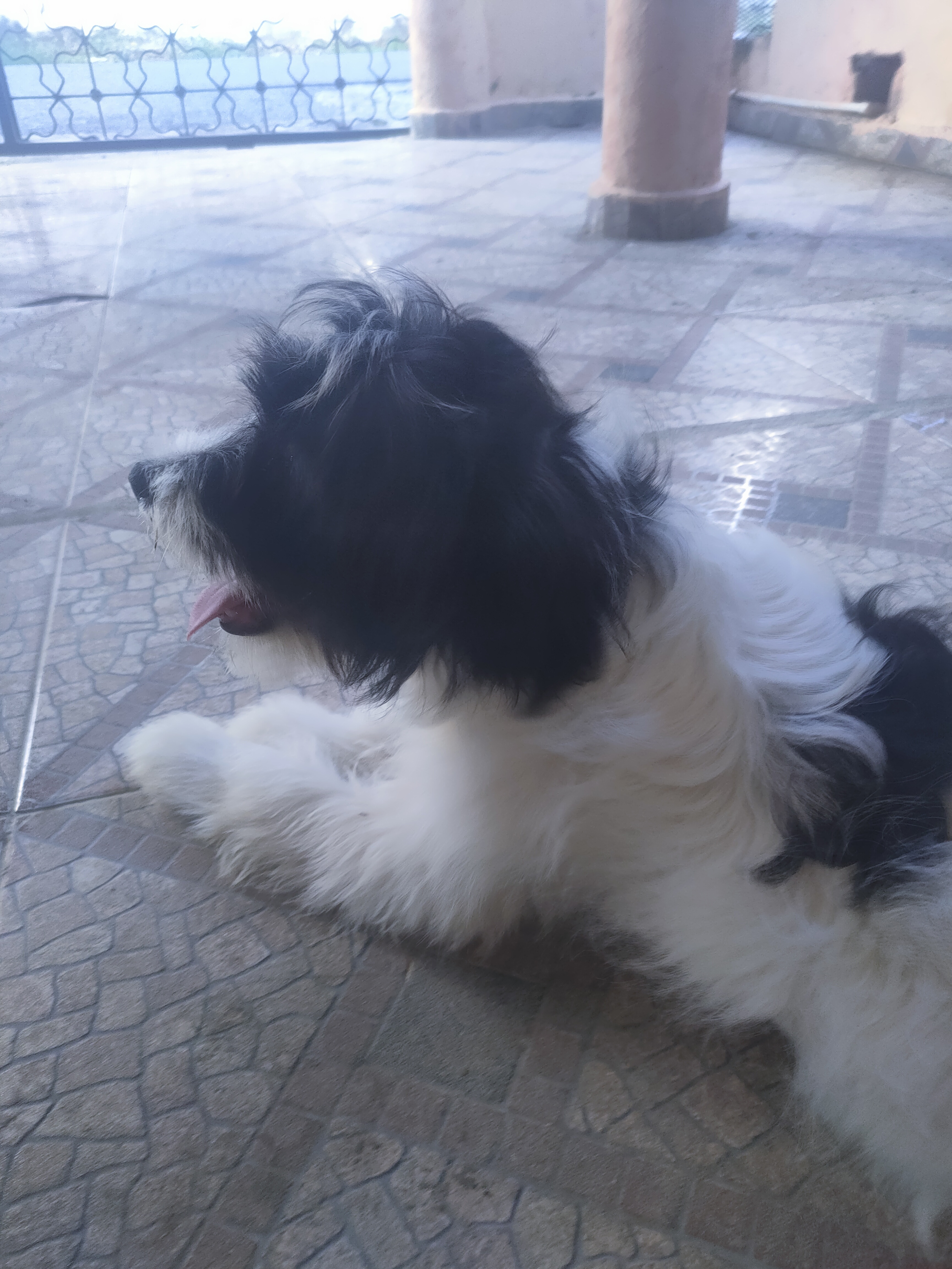 animales y mascotas - Cachorro Mix de Shihpoo  4