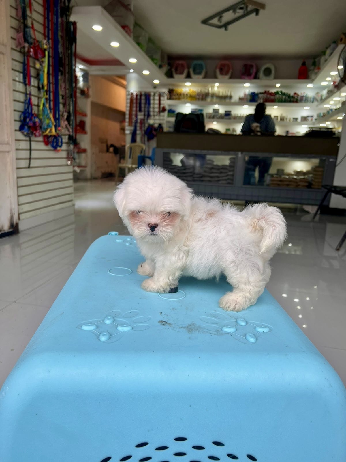 animales y mascotas - SHIPOO MACHO EN ESPECIAL