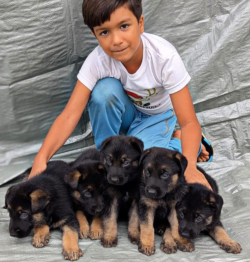 animales y mascotas - Cachorro Pastor Alemán 