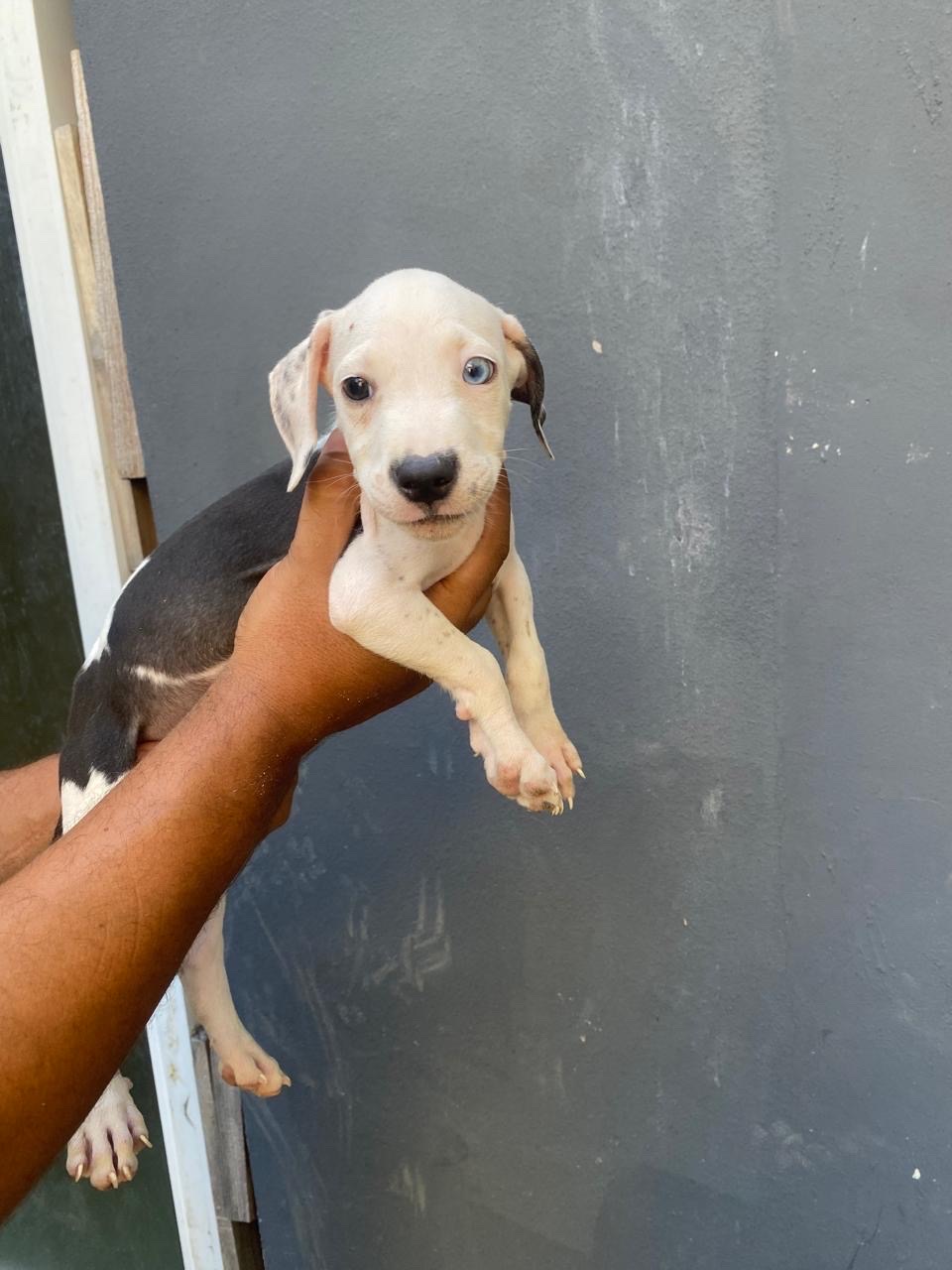 animales y mascotas - perros pitbull de 2 meses 