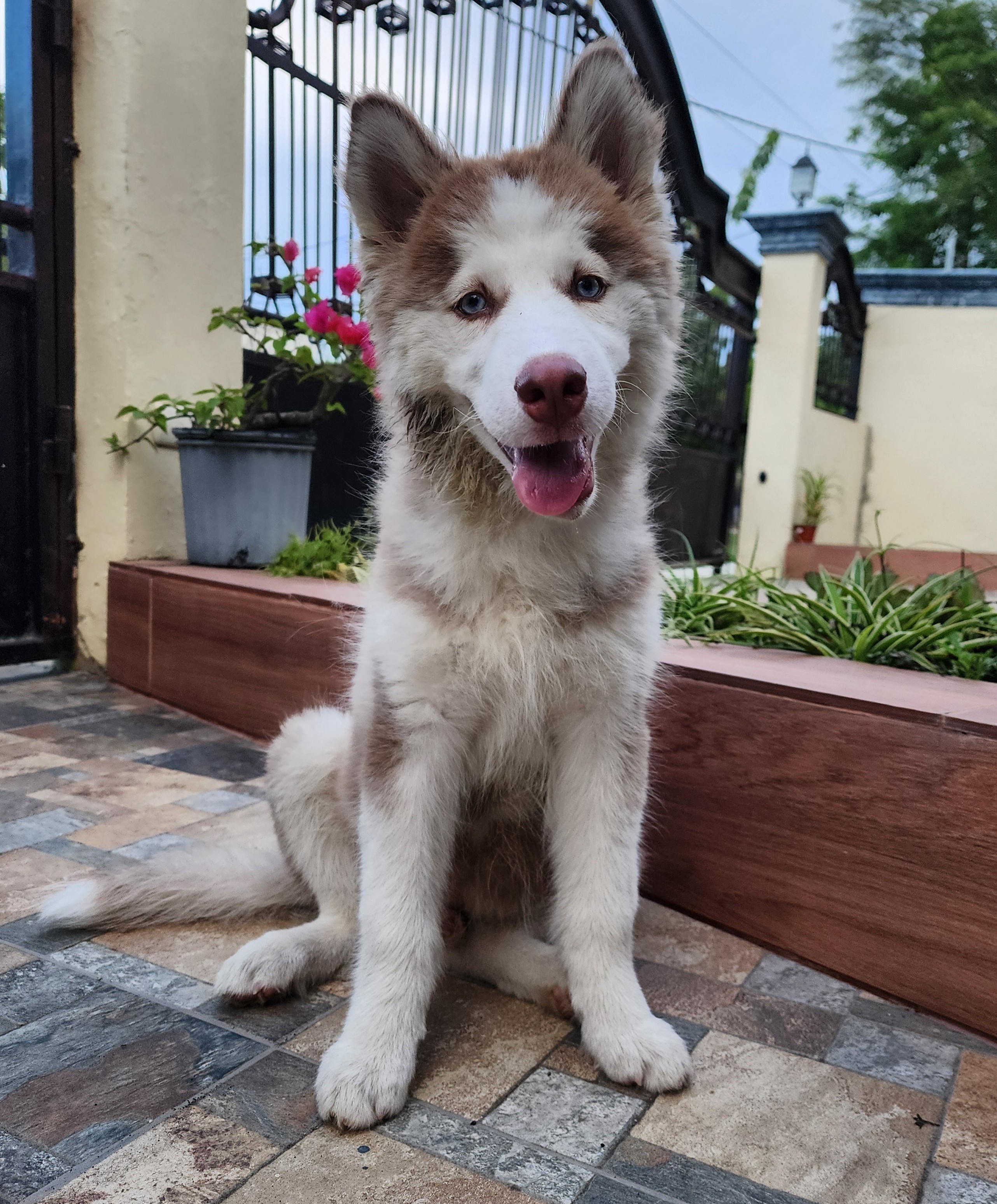 animales y mascotas - Husky Siberiano 