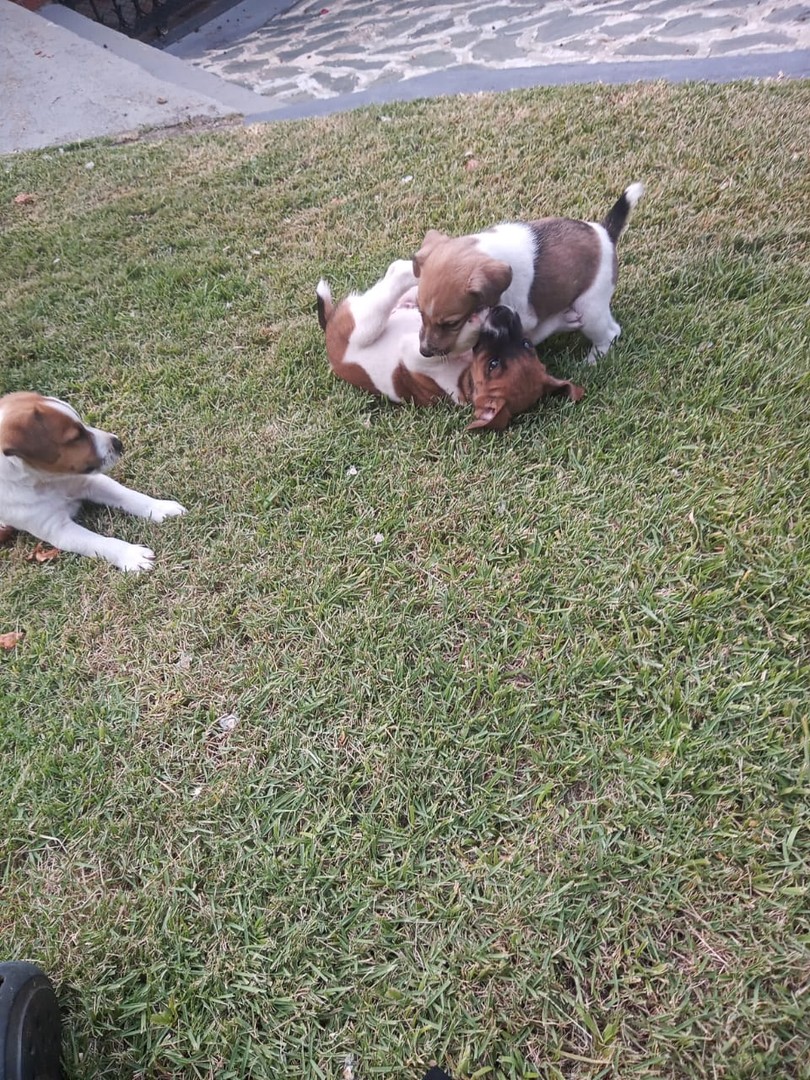 animales y mascotas - Cachorros fox terrier