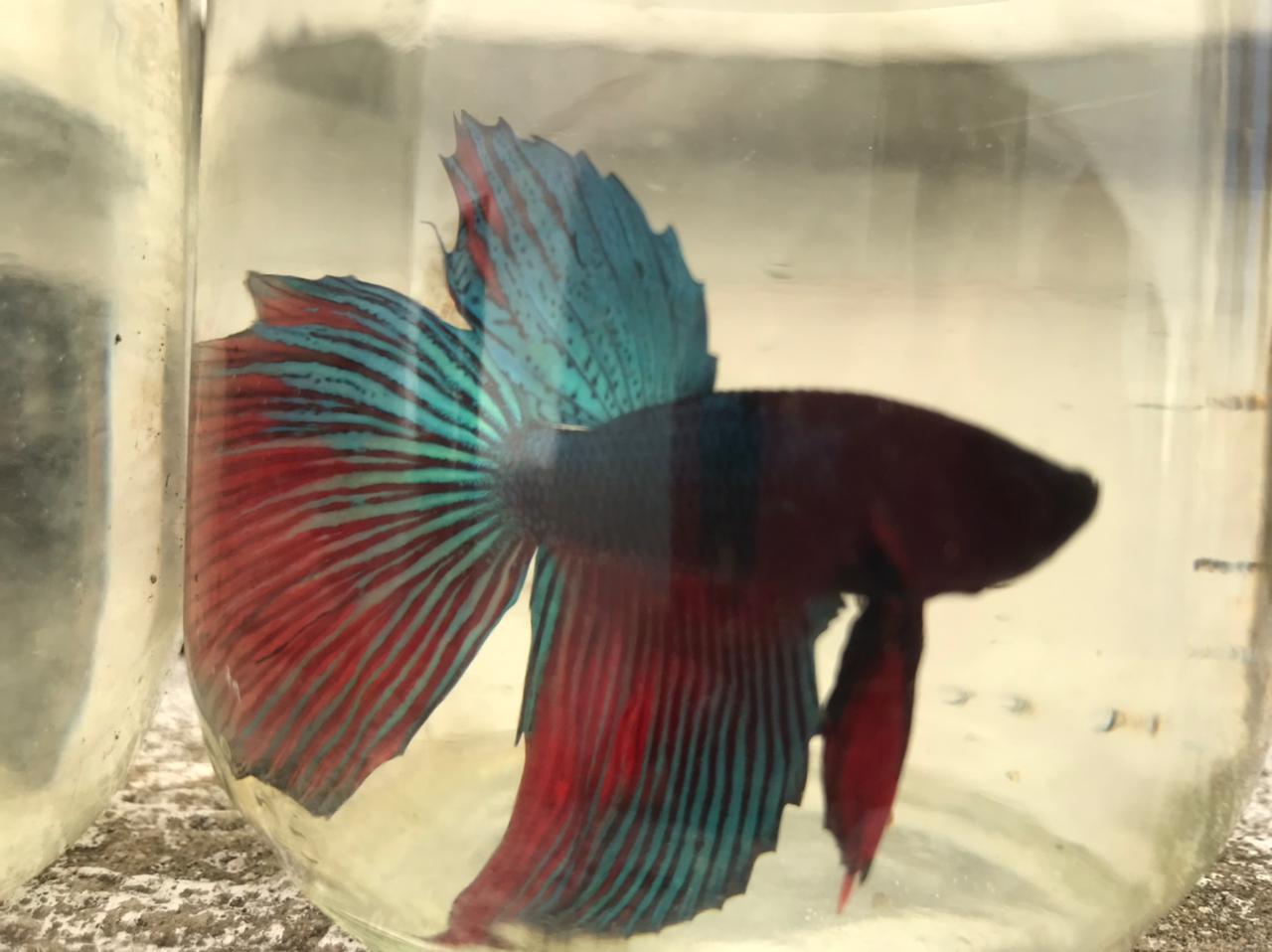 animales y mascotas - Bettas Disponibles  2