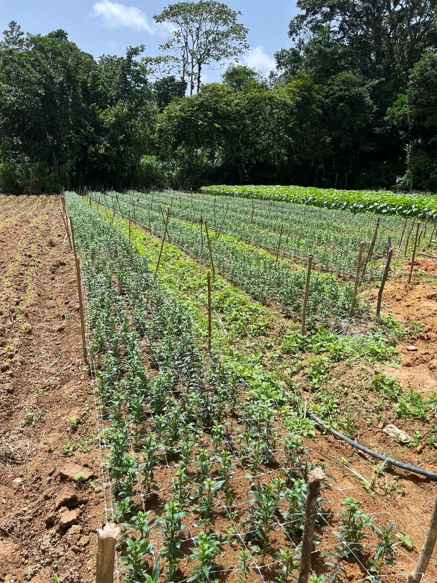 solares y terrenos - Finca en Constanza de 2795 tareas  3