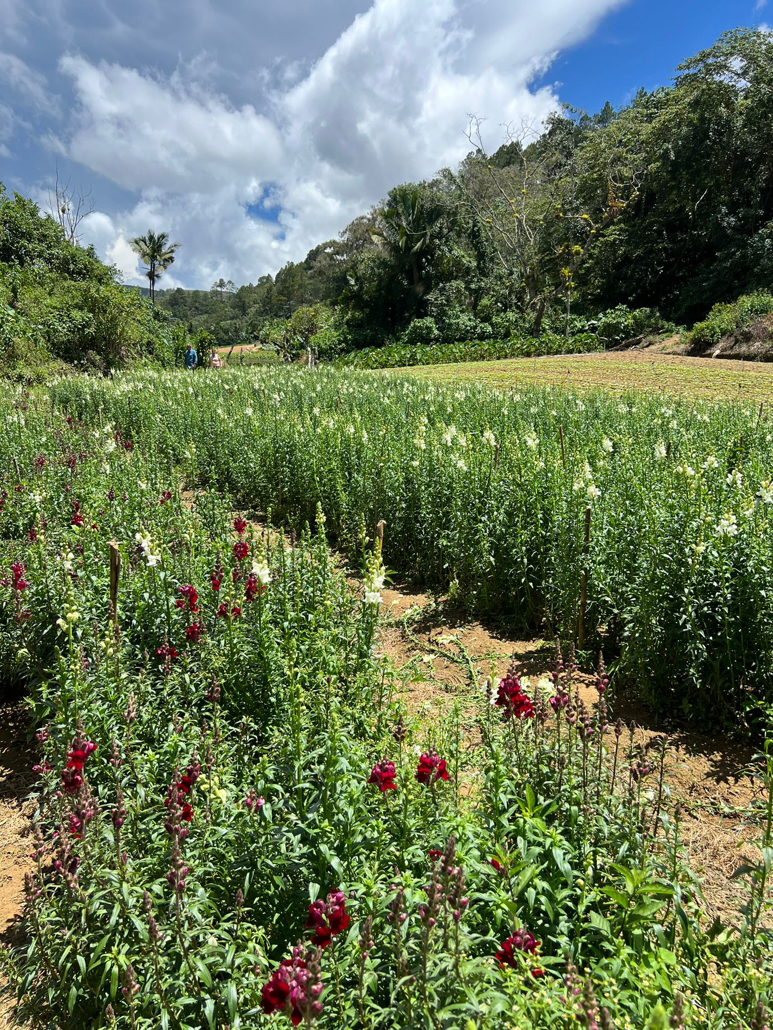 solares y terrenos - Finca en Constanza de 2795 tareas  4